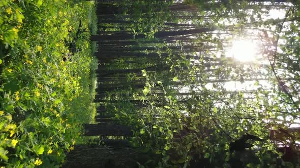Vertical Video of a Beautiful Green Pine Forest on a Summer Day Slow Motion alt
