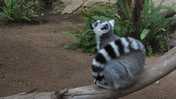 Ring-tailed lemur sitting on a tree, Stock Footage VideoHive