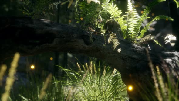 Horizontally Bending Tree Trunk with Ferns Growing, and Sunlight Shining alt