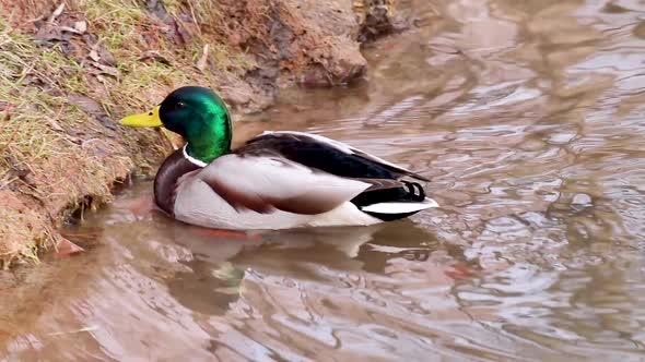 Mallard drake male dappled female duck sit on nest