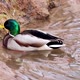 Mallard drake male dappled female duck sit on nest - VideoHive Item for Sale