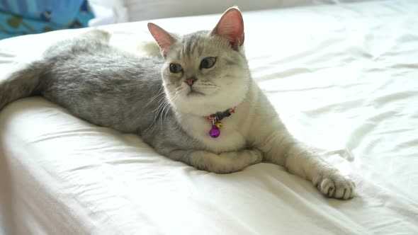 American Shorthair Cat Lying On White Bed  alt