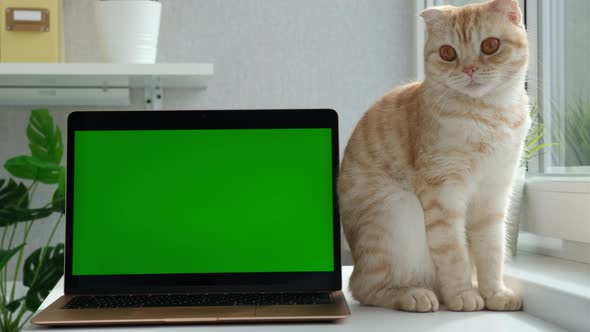Red Cat Breed Scottish Fold Licks Next to the Laptop Green Screen Window Neaby alt