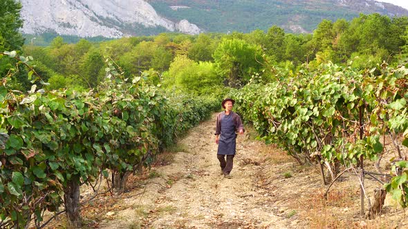 The kiwi plantation. The farmer is harvesting in the garden. Kiwifruit orchard alt