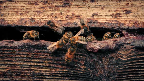 Bees Cluster Around Entrance To Hive alt