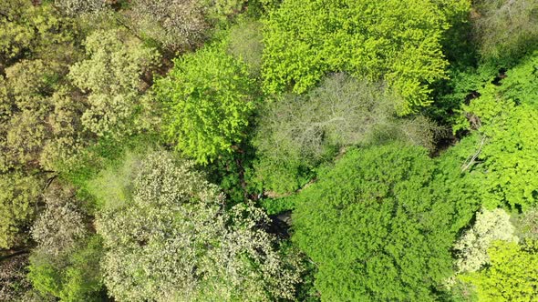 An aerial view of the tops of green trees. It is a bright & sunny day. The camera booms down and pan alt