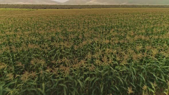 Aerial footage of net houses with banana plantations alt