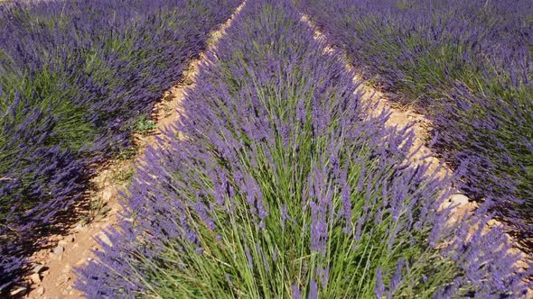 Lavender field agriculture cultivation in Valensole, Provence, France alt