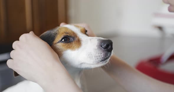 Woman Gently Strokes Her Dog on the Head alt