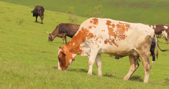 Cows Together Grazing in a Field alt