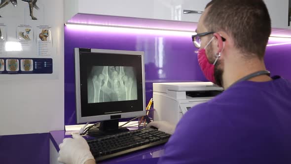 Veterinarian examines x-ray picture of dog in veterinary clinic, pet care alt