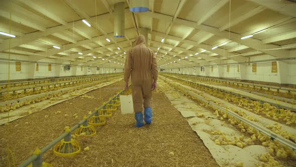 Farmer Controlling the Process on Poultry Farm with Chicken alt