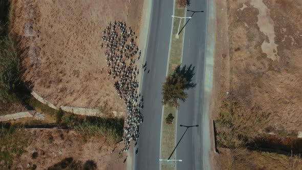 Topdown View Of Shepherd Herding Goats Along Countryside Road At Sunny Day. - Aerial alt
