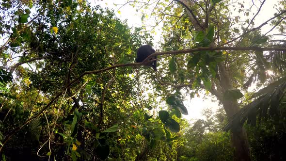 Celebes crested macaque on tree alt