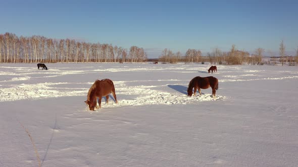 Aerial View of a Herd of Horses Grazing in a Field in Winter