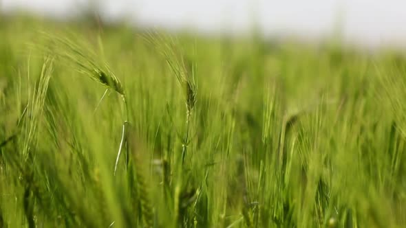 close up of Green ears in field of Barley moving in the wind for natural background. agricultural 