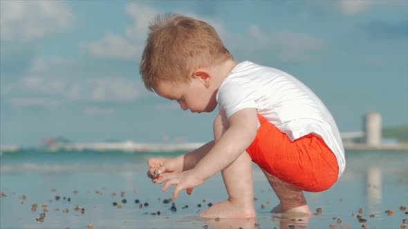 Cute Little Child Plays Near the Sea, Kid Catches, Considers Live Sea Shells, Crabs, On a Tropical alt