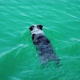Little Dog Swimming in Blue Water of Bled Lake Closeup