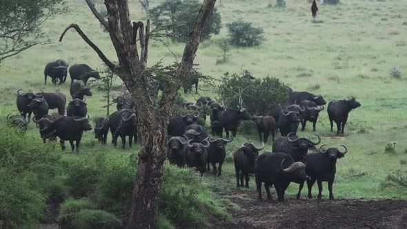A Group Of African Buffalo Resting near The Tree In The Wide Field Of El Karama Lodge In Kenya. -wid alt