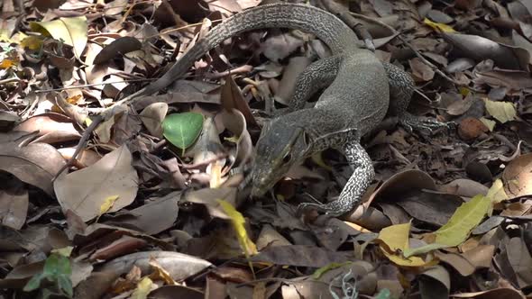 Young Land Monitor ,Varanus bengalensis, hunting. Sri Lanka alt