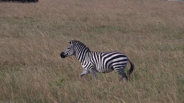 980428 Grant’s Zebra, equus burchelli boehmi, Adult running through Savannah, Masai Mara Park in Ken alt