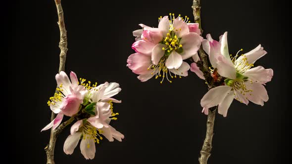Almond Flower Blossom Timelapse alt