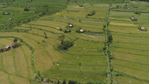 Rice Terraces and Agricultural Land in Indonesia alt