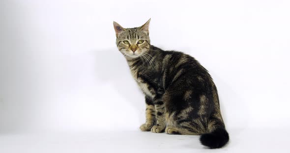 Brown Tabby Domestic Cat, Pussy sitting On White Background, Slow Motion 4K alt