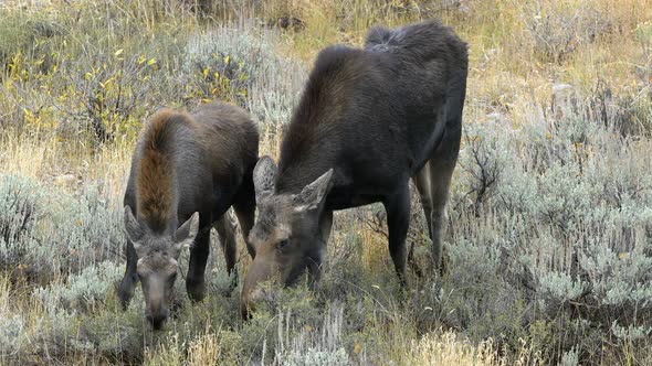 Cow and calf moose grazing in a field near Grand Teton National Park alt