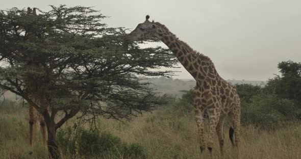 This video is about Giraffes in Kenya National Wildlife Park living and eating from bush. This video alt