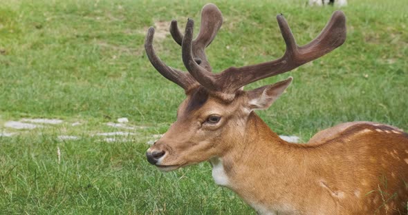 Beautiful Sika Deer Lies on Green Grass in National Park Closeup alt