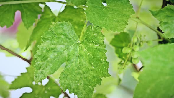 Powdery Mildew On Leaves Of Grape alt
