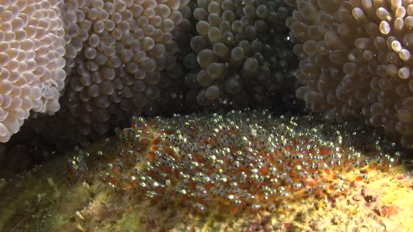 Eggs of Clark's anemonefish (Amphiprion clarkii) attached beside sea anemone alt