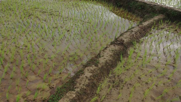 Aerial drone view of agriculture in rice on a beautiful field filled with water alt