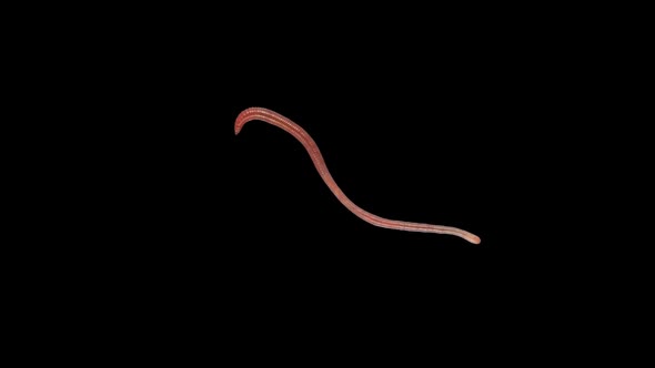 Earthworm Creep. Footage With Alpha Channel (Codec: Png+Alpha With Black Background)