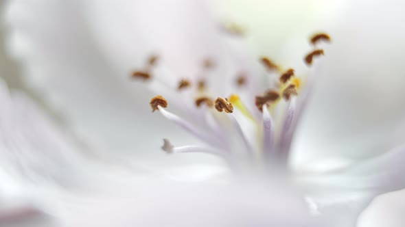 The Idea of Fragility and Sophistication of Natural Forms The Appearance of Curved Lines of Pistils alt