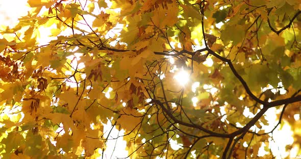 Beautiful Sunlight Coming Through the Crown of an Autumnal Tree.