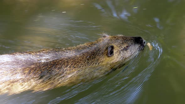 Tracking shot of wild Beaver swimming in natural pond during sunny day in nature - Slow motion close alt
