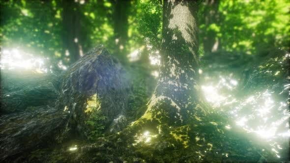 Scenic Forest of Fresh Green Deciduous Trees Framed By Leaves alt