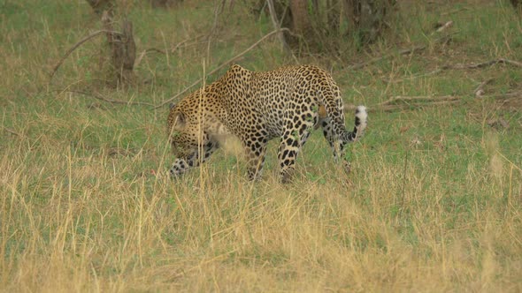Leopard searching in the grass alt