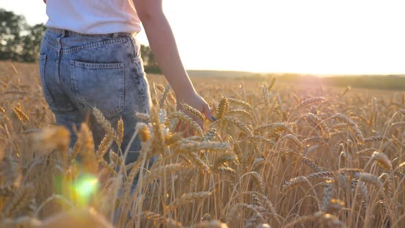 Rear View of Young Girl Walking Through the Cereal Field and Touching Golden Ears of Crop at Sunset alt