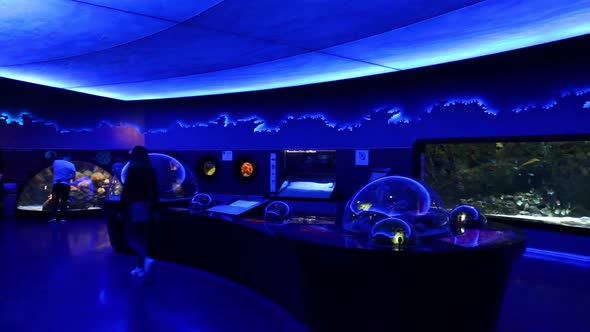 VideoHive Aquarium Tunnel 20402330 VideoHive Aquarium Tunnel 20402330