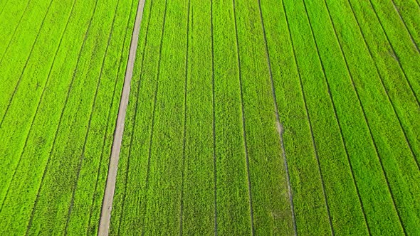 The sapling of the green rice plant. Video of fresh spring rice field alt