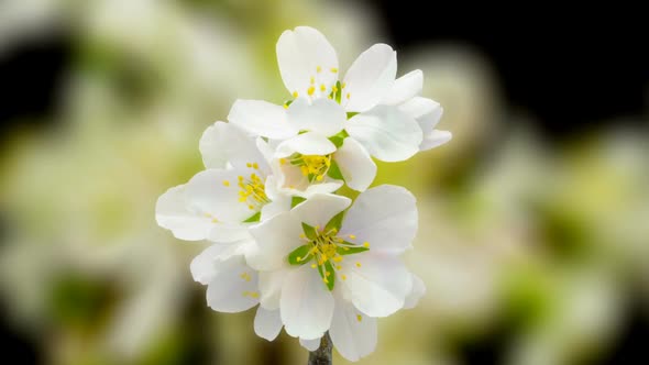 Almond Blossom Timelapse alt