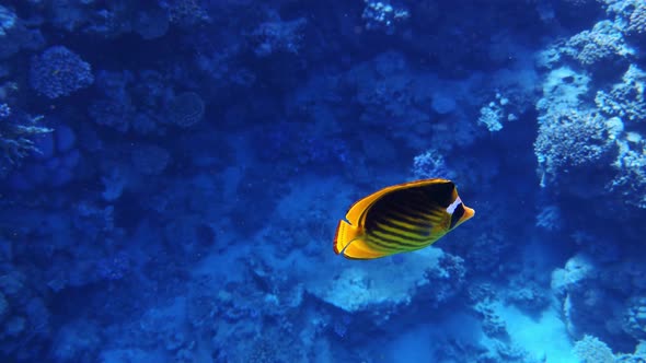 Coral Reef in the Red Sea Underwater Colorful Tropical