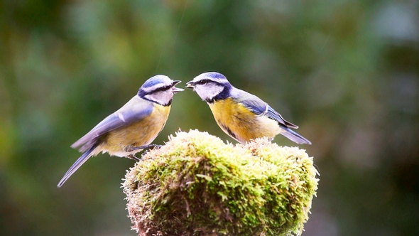 Bluetit bird feeding her baby
