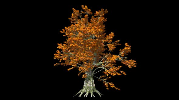 Tree With Fall Foliage, Motion Graphics | VideoHive