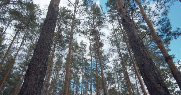 Clouds in The Sky, Float Above the Tops of Young Pines