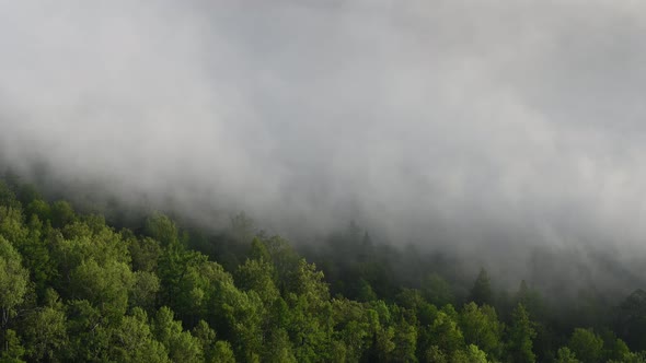 Morning Haze Over Green Forest Treetops