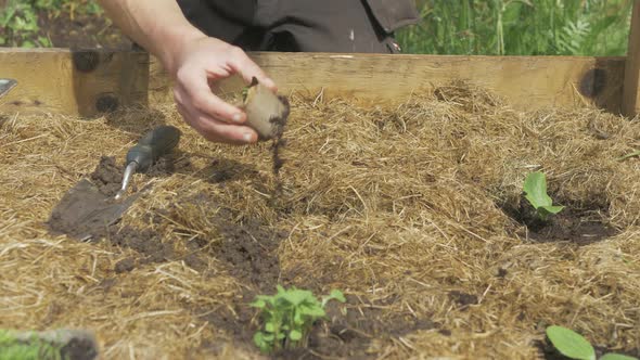 Transplanting spinach seedling into mulched raised garden bed alt
